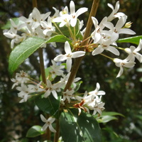Osmanthus burkwoodii 